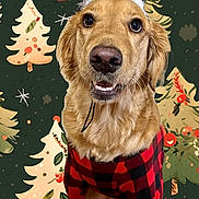 Joy is registered to the contest to win money with this photo: dog, golden_retriever, reindeer_antlers, christmas, holiday, festive, costume, plaid, red_and_black, pet, canine, smiling, portrait, decorative_background, seasonal, cute, indoor, celebration, animal, happy