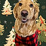 dog, golden_retriever, reindeer_antlers, christmas, holiday, festive, costume, plaid, red_and_black, pet, canine, smiling, portrait, decorative_background, seasonal, cute, indoor, celebration, animal, happy