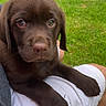 Baloo participe au concours pour gagner de l'argent avec cette photo : adorable, animal, brown_fur, casual, chocolate_labrador, close_up, cute, dog, grass, lap, nature, outdoor, person, pet, puppy, resting, sleepy, summer, tired, young_dog