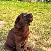 Baloo a rejoint le concours — aidez-le/la à gagner de superbes lots ! puppy, dog, labrador, chocolate, grass, outdoor, nature, young, pet, animal, cute, sitting, sunlight, canine, fur, playful, ears, snout, paw, greenery