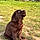 Baloo