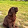 Baloo