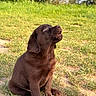 puppy, dog, labrador, chocolate, grass, outdoor, nature, young, pet, animal, cute, sitting, sunlight, canine, fur, playful, ears, snout, paw, greenery