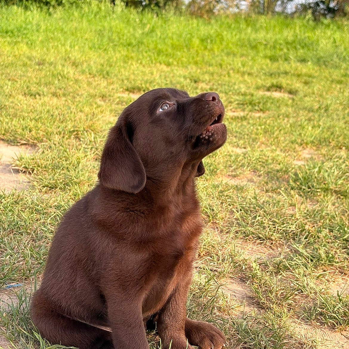 Baloo a rejoint le concours — aidez-le/la à gagner de superbes lots ! puppy, dog, labrador, chocolate, grass, outdoor, nature, young, pet, animal, cute, sitting, sunlight, canine, fur, playful, ears, snout, paw, greenery