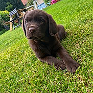 Baloo participe au concours pour gagner de l'argent avec cette photo : animal, backyard, chair, chocolate, cute, dog, flower, garden, grass, greenery, labrador, nature, outdoor, pet, portrait, puppy, relaxed, summer, table, young