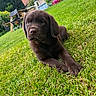 animal, backyard, chair, chocolate, cute, dog, flower, garden, grass, greenery, labrador, nature, outdoor, pet, portrait, puppy, relaxed, summer, table, young