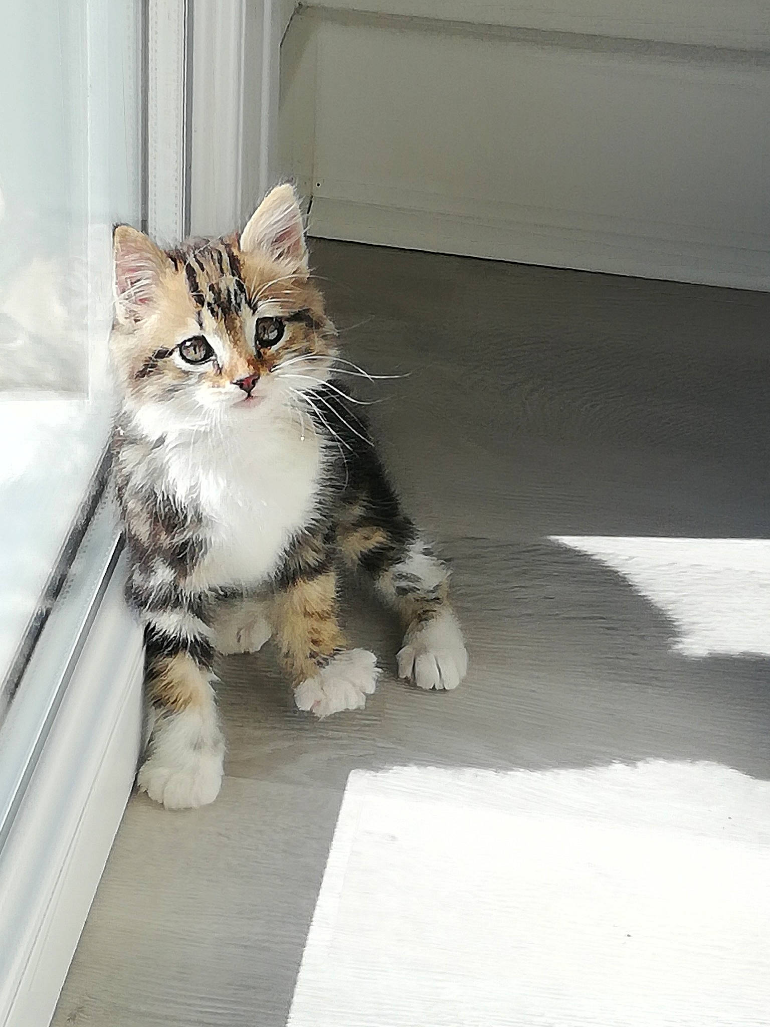 Zoé participe au concours pour gagner de l'argent avec cette photo : aegean_cat, american_wirehair, carnivore, cat, domestic_short_haired_cat, dragon_li, european_shorthair, felidae, fur, kitten, kurilian_bobtail, maine_coon, mammal, norwegian_forest_cat, polydactyl_cat, ragamuffin, siberian, small_to_medium_sized_cats, tabby_cat, whiskers