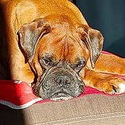 Jayzee participe au concours pour gagner de l'argent avec cette photo : dog, brown_dog, boxer, pet, animal, sleepy, resting, blanket, sunlight, indoor, fur, paw, ears, nose, face, canine, cozy, relaxed, portrait, couch