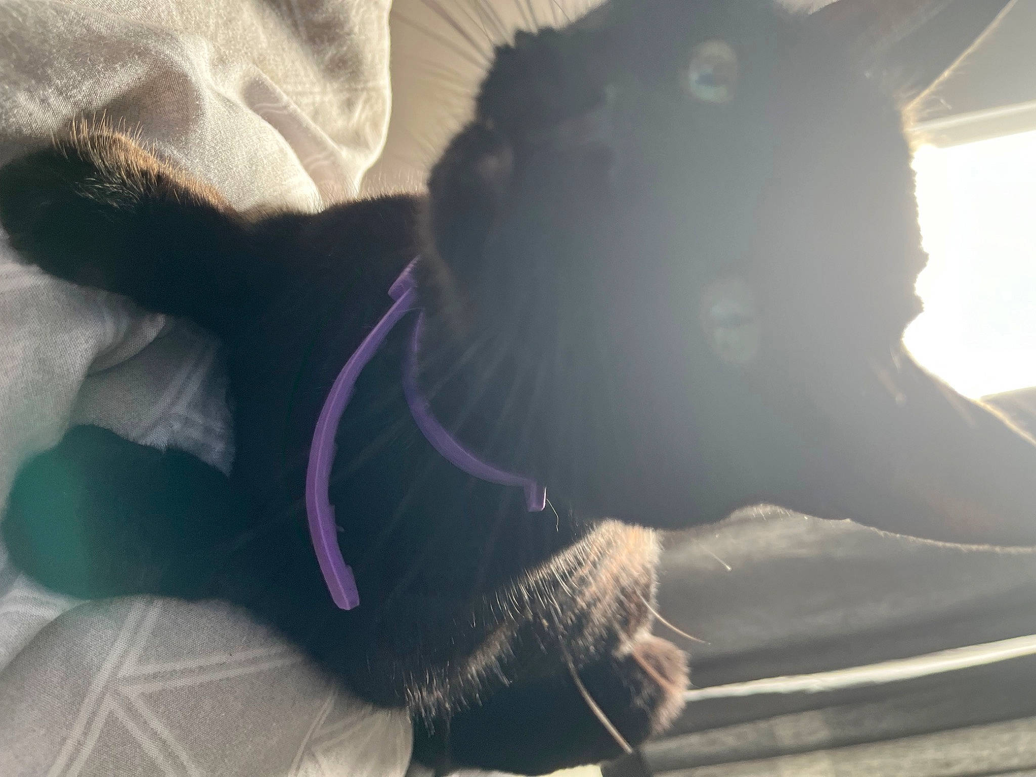 Phineas is registered to the contest to win money with this photo: carnivore, comfort, companion_dog, dog_breed, fawn, felidae, finger, foot, grey, human_leg, jaw, knee, leg, small_to_medium_sized_cats, snout, tail, thigh, tints_and_shades, vehicle_door, whiskers