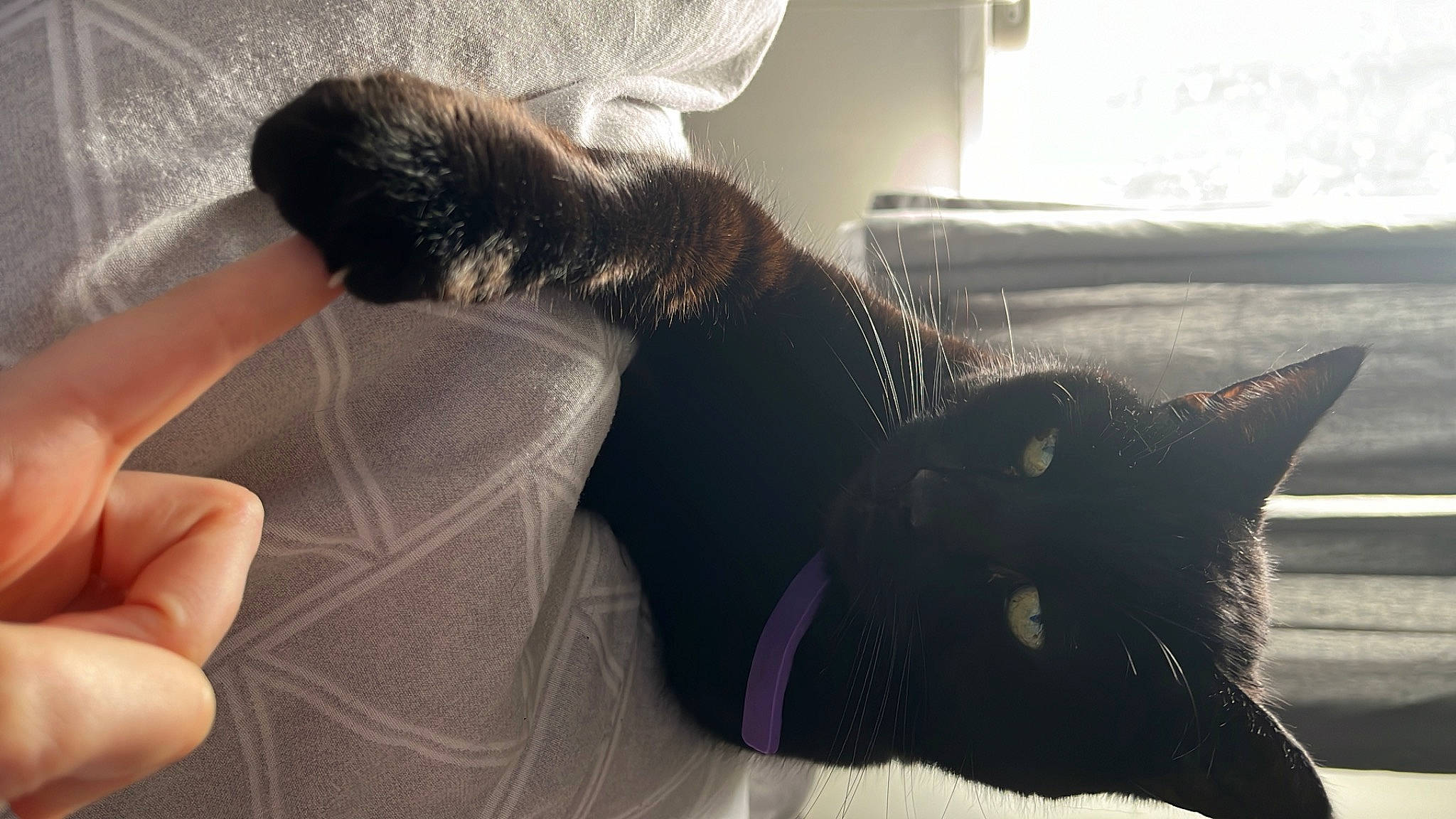 Phineas joined the competition — help win amazing prizes! carnivore, cat, comfort, elbow, felidae, finger, fur, gesture, human_leg, leg, nail, small_to_medium_sized_cats, snout, sunglasses, tail, thigh, thumb, tints_and_shades, whiskers, wrist