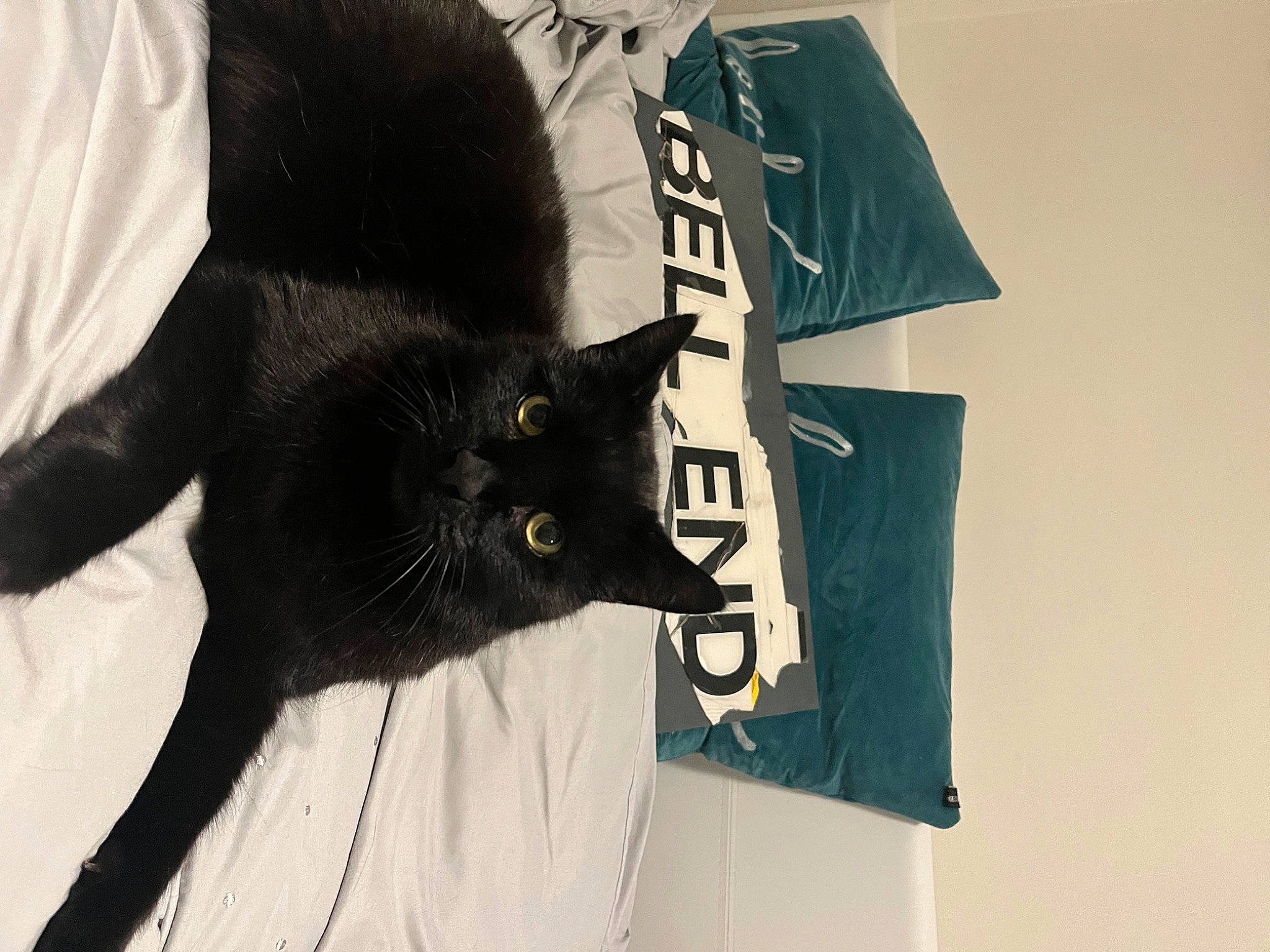 Jack joined the competition — help win amazing prizes! brand, carnivore, cat, comfort, domestic_short_haired_cat, fashion_accessory, felidae, font, fur, grey, logo, paper_product, personal_protective_equipment, sleeve, small_to_medium_sized_cats, t_shirt, tail, top, umbrella, whiskers