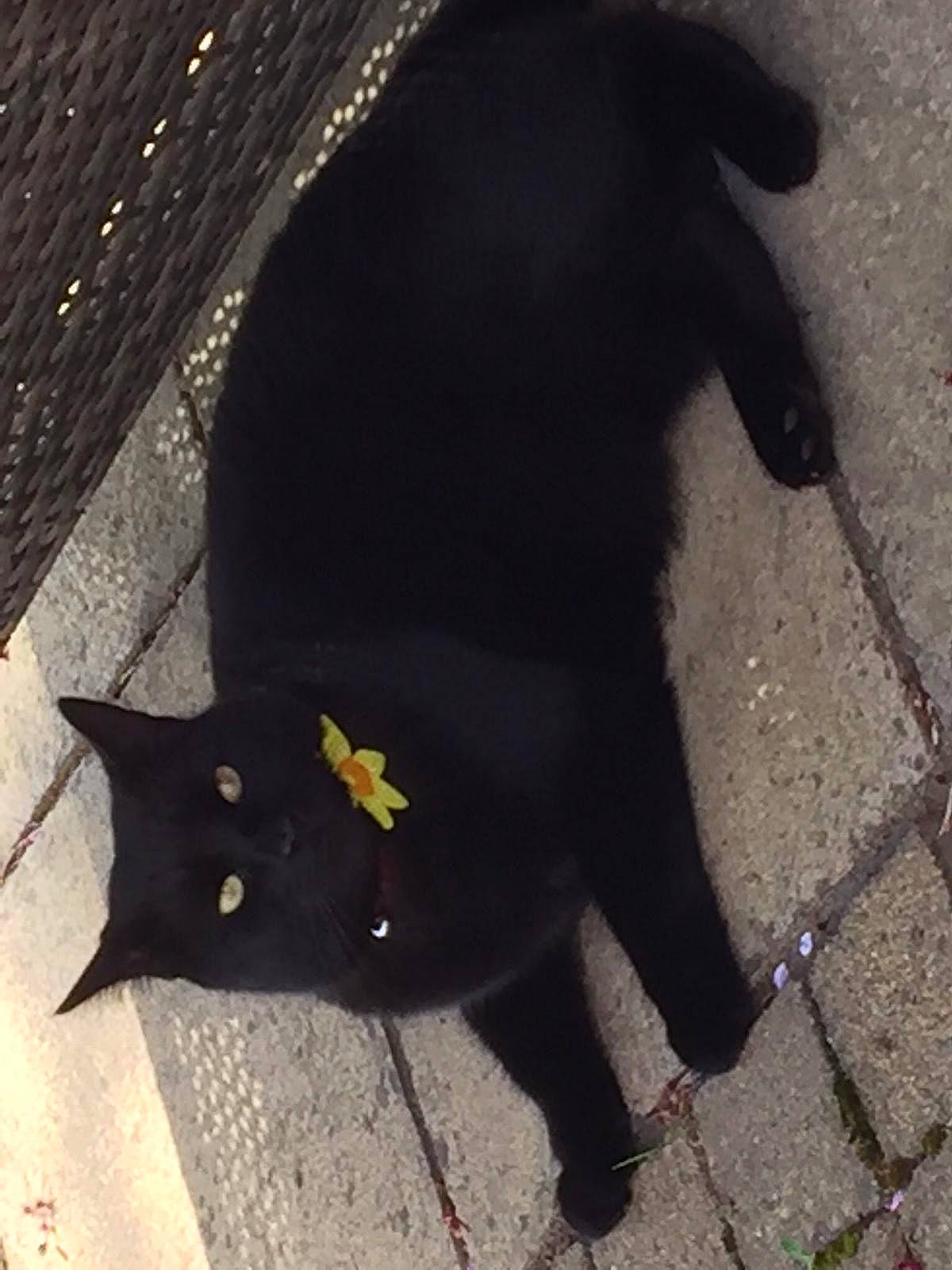 Jack joined the competition — help win amazing prizes! asphalt, black_cat, bombay, carnivore, cat, domestic_short_haired_cat, fashion_accessory, felidae, fur, plant, road_surface, shadow, small_to_medium_sized_cats, snout, tail, terrestrial_animal, tints_and_shades, tree, umbrella, whiskers