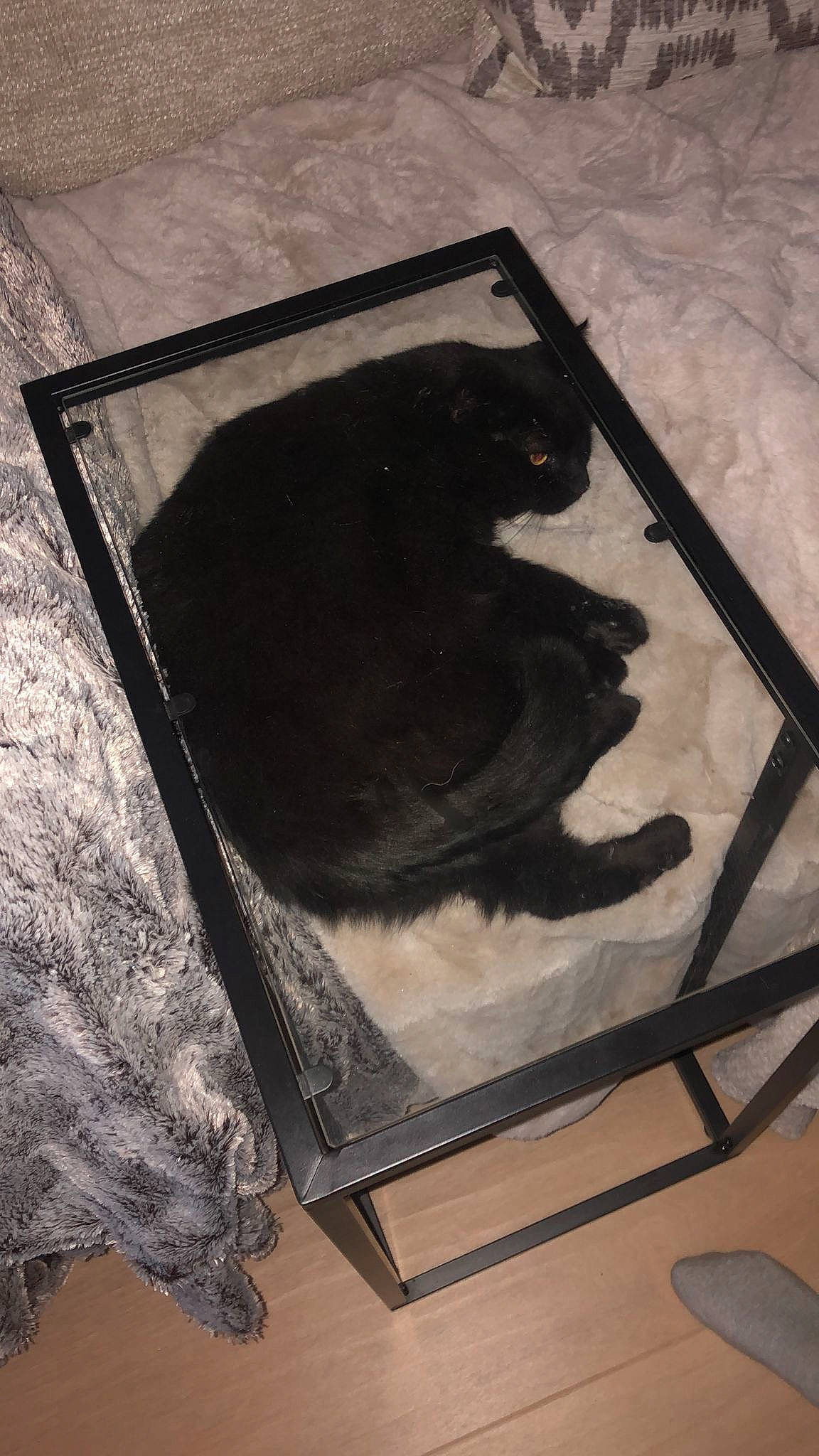 Jack is registered to the contest to win money with this photo: canidae, carnivore, dog_breed, felidae, flooring, fur, monochrome, monochrome_photography, rectangle, room, shadow, small_to_medium_sized_cats, sporting_group, tail, tints_and_shades, visual_arts, wood