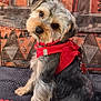 dog, small_dog, red_harness, pet, indoor, couch, patterned_fabric, head_tilt, curious, paw_tag, fur, animal, companion, cute, brown_fur, black_fur, seated, looking_at_camera, domestic_animal, cozy