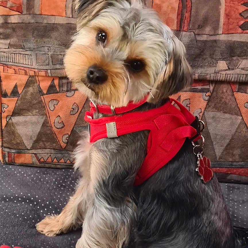 Tao a rejoint le concours — aidez-le/la à gagner de superbes lots ! animal, black_fur, brown_fur, companion, couch, cozy, curious, cute, dog, domestic_animal, fur, head_tilt, indoor, looking_at_camera, patterned_fabric, paw_tag, pet, red_harness, seated, small_dog