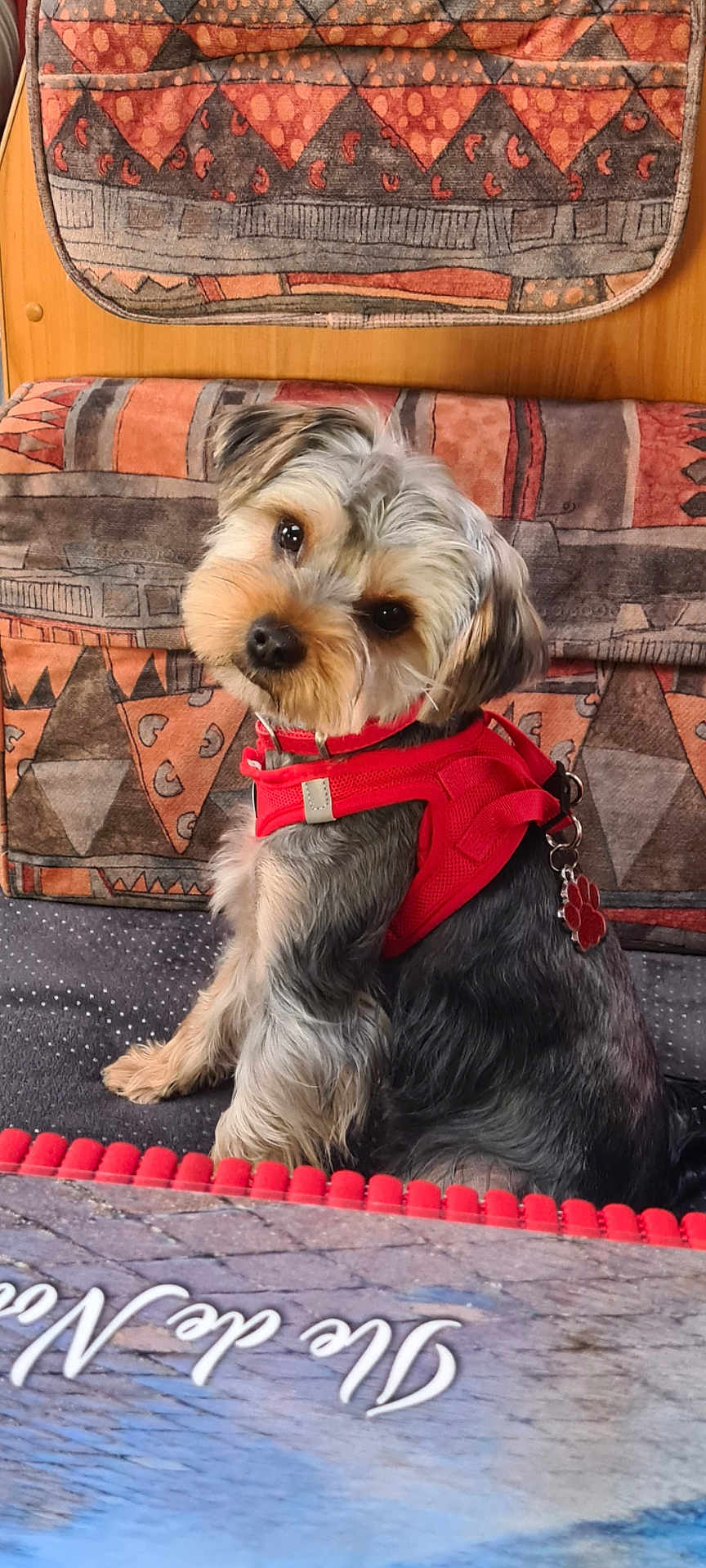 Tao a rejoint le concours — aidez-le/la à gagner de superbes lots ! dog, small_dog, red_harness, pet, indoor, couch, patterned_fabric, head_tilt, curious, paw_tag, fur, animal, companion, cute, brown_fur, black_fur, seated, looking_at_camera, domestic_animal, cozy