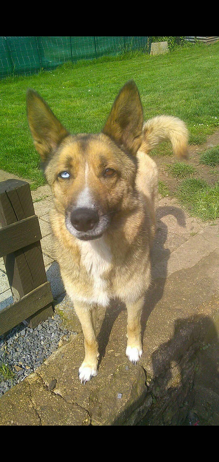 Paco participe au concours pour gagner de l'argent avec cette photo : ancient_dog_breeds, canidae, carnivore, companion_dog, dog, dog_breed, door, grass, herding_dog, plant, sporting_group, tail, terrestrial_animal, whiskers, working_animal, working_dog