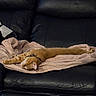animal, blanket, cat, collar, cozy, funny_pose, ginger_cat, home, indoor, leather_couch, nap, orange_fur, pet, relaxed, resting, sleeping, sofa, stretched_out, string_lights, whiskers