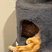 Brooks joined the competition — help win amazing prizes!  curled_up, animal, cat, cat_tree, cats, cozy, feline, ginger_cat, gray_fabric, indoors, nap, orange_fur, paw, pet, resting, scratching_post, sleeping, sleepy, tail, whiskers