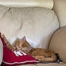 cat, couch, cozy, feline, furniture, home, indoors, kitten, nap, orange_cat, pet, pillow, portrait, red_pillow, relaxing, resting, sleeping, sleepy, sofa, tabby