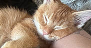 Brooks joined the competition — help win amazing prizes! animal, blanket, cat, closed_eyes, cozy, cuddling, ears, fur, ginger_cat, home, human_arm, kitten, orange_fur, peaceful, pet, pink_nose, portrait, sleeping, sofa, whiskers