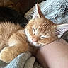 animal, blanket, cat, closed_eyes, cozy, cuddling, ears, fur, ginger_cat, home, human_arm, kitten, orange_fur, peaceful, pet, pink_nose, portrait, sleeping, sofa, whiskers