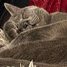 animal, blanket, cat, cats, close_up, cozy, curled_up, ears, furry, gray_fur, indoors, nap, pet, red_fabric, relaxed, sleeping, sleepy, snuggling, soft_texture, whiskers