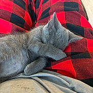 Ladybug is registered to the contest to win money with this photo: animal, black, blanket, cat, closeup, cozy, cute, ears, furry, gray_fur, indoor, kitten, lying_down, nap, paws, pet, plaid, red, relaxed, sleeping