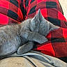 animal, black, blanket, cat, closeup, cozy, cute, ears, furry, gray_fur, indoor, kitten, lying_down, nap, paws, pet, plaid, red, relaxed, sleeping