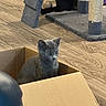 Ladybug joined the competition — help win amazing prizes! animal, box, cardboard_box, cat, cat_tree, curious, cute, ears, feline, fur, gray_cat, green_eyes, home, indoors, kitten, pet, playful, portrait, sitting, wooden_floor