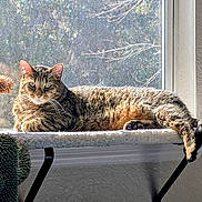 Kevin Franklin is registered to the contest to win money with this photo: cat, cat_tree, cozy, cushion, fur, green_eyes, indoor, lounging, paws, pet, plant, portrait, relaxed, shadow, sunlight, tabby_cat, tail, whiskers, window, window_sill