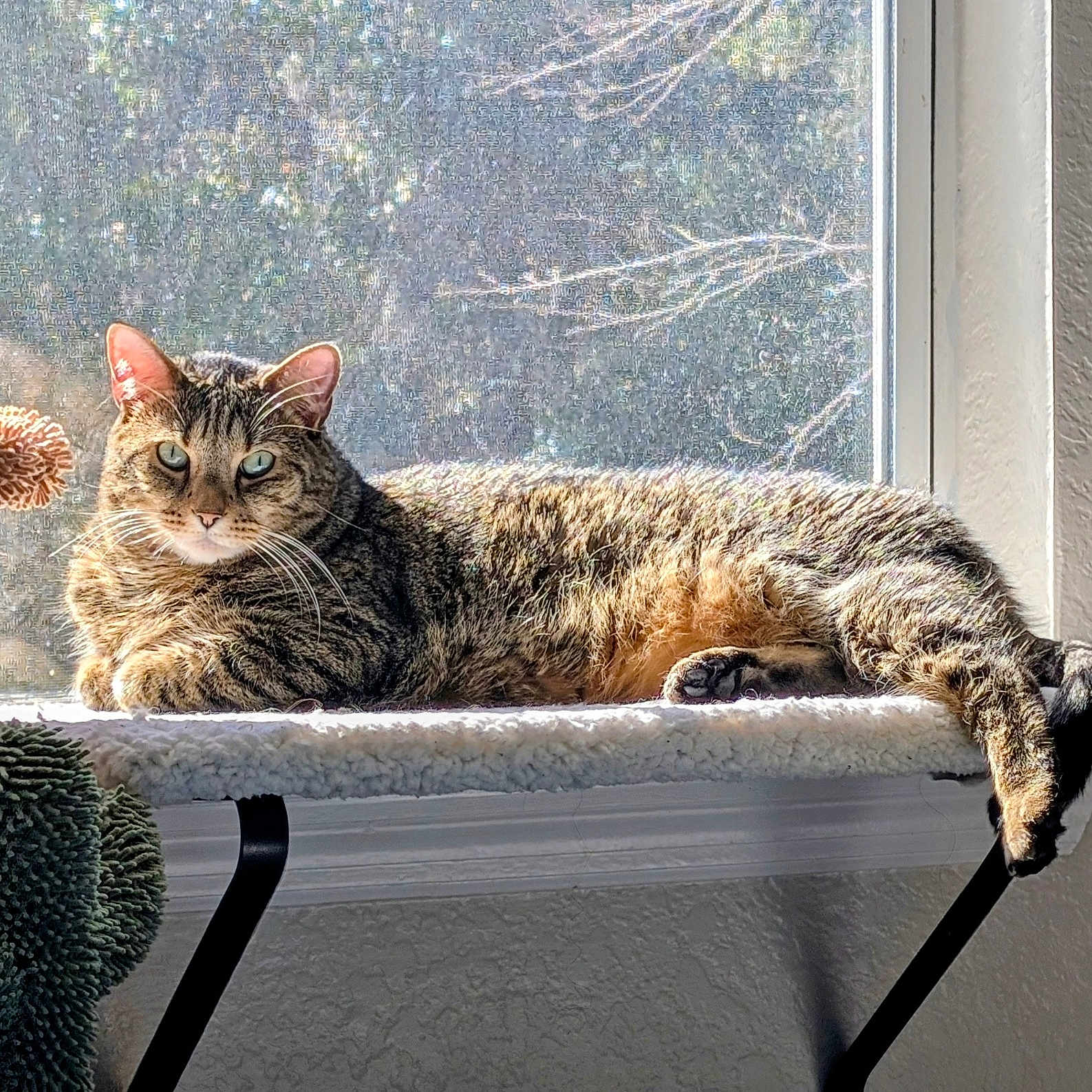 Kevin Franklin is registered to the contest to win money with this photo: cat, cat_tree, cozy, cushion, fur, green_eyes, indoor, lounging, paws, pet, plant, portrait, relaxed, shadow, sunlight, tabby_cat, tail, whiskers, window, window_sill