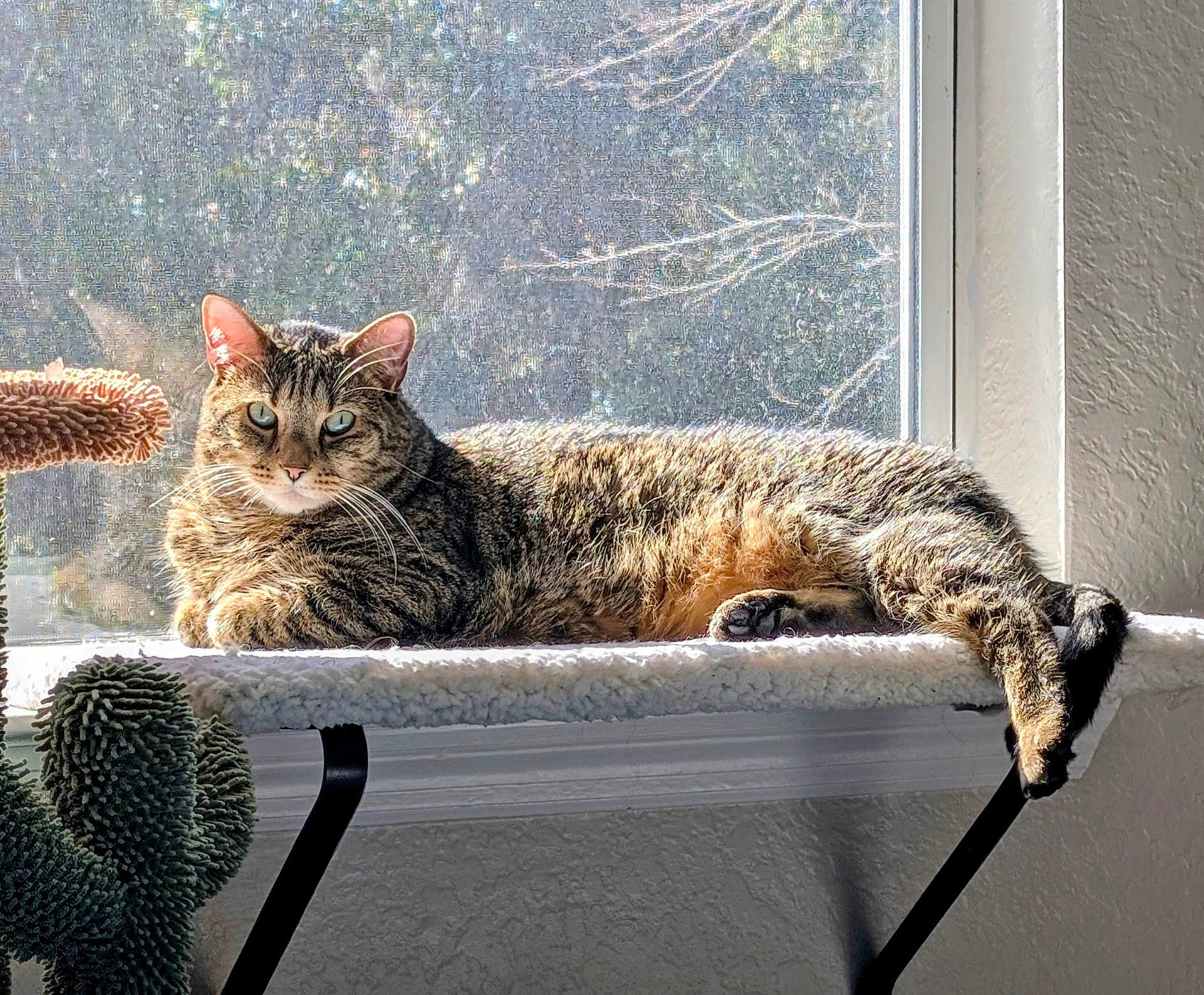 Kevin Franklin is registered to the contest to win money with this photo: cat, cat_tree, cozy, cushion, fur, green_eyes, indoor, lounging, paws, pet, plant, portrait, relaxed, shadow, sunlight, tabby_cat, tail, whiskers, window, window_sill