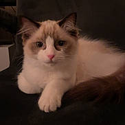 Otto is registered to the contest to win money with this photo: cat, fluffy, blue_eyes, pet, animal, indoor, resting, fur, cute, mammal, whiskers, face, paw, tail, domestic, feline, relaxed, looking_at_camera, closeup, quiet