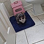 Sophie joined the competition — help win amazing prizes! animal, bath_mat, bathroom, blue, calico_cat, cat, corner, domestic, door, floor, indoor, pet, pink, pink_step_stool, quiet, resting, tile_floor, toilet, wall, white