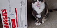 Sophie is registered to the contest to win money with this photo: animal, bell, box, carpet, cat, collar, curious, domestic_cat, feline, fur, green_eyes, household, huggies, indoor, pet, pink_nose, portrait, sitting, stairs, whiskers