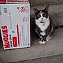 animal, bell, box, carpet, cat, collar, curious, domestic_cat, feline, fur, green_eyes, household, huggies, indoor, pet, pink_nose, portrait, sitting, stairs, whiskers
