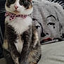 cat, calico_cat, bow_collar, pet, indoor, couch, blanket, face_art, feline, animal, sitting, cute, fur, whiskers, ears, paws, tail, cozy, home, portrait