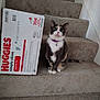 animal, box, calico_cat, carpet, cat, curious, cute, domestic_cat, ears, feline, household, huggies, indoor, looking_up, pet, purple_collar, sitting, stairs, whiskers, wipes