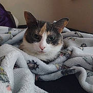 Sophie is registered to the contest to win money with this photo: animal, bedroom, blanket, calm, cat, comfort, cozy, cute, domestic, ears, face, feline, fur, indoor, pet, relaxed, resting, soft, warm, whiskers