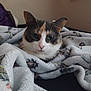 animal, bedroom, blanket, calm, cat, comfort, cozy, cute, domestic, ears, face, feline, fur, indoor, pet, relaxed, resting, soft, warm, whiskers