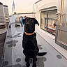 black_dog, dog, pet, animal, collar, boat, deck, window, reflection, model_ship, flag, outdoor, sunset, sky, metal_surface, sitting, side_view, calm, quiet, shiny