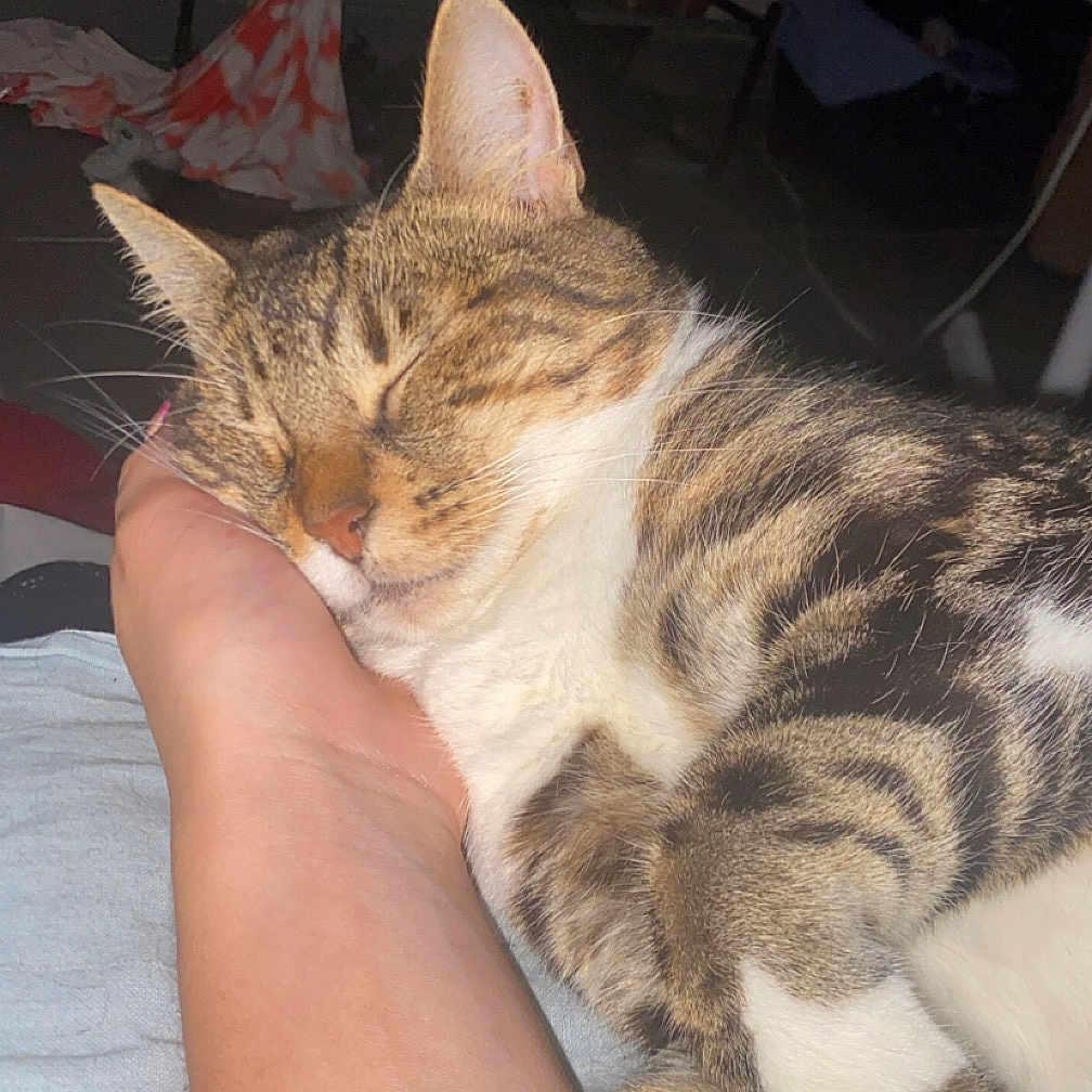 Nala participe au concours pour gagner de l'argent avec cette photo : abyssinian, accessories, animal, bodypart, bracelet, cat, couch, furniture, glasses, hand, jewelry, kitten, manx, ornament, person, pet, sleeping, strap, wrist, wristwatch