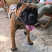 Woody a rejoint le concours — aidez-le/la à gagner de superbes lots ! dog, brown_dog, outdoor, gravel, harness, tongue_out, deck_chair, relaxing, person, greenery, sunlight, casual_clothing, tattoo, sitting, summer, leisure, happy, pet, animal, nature