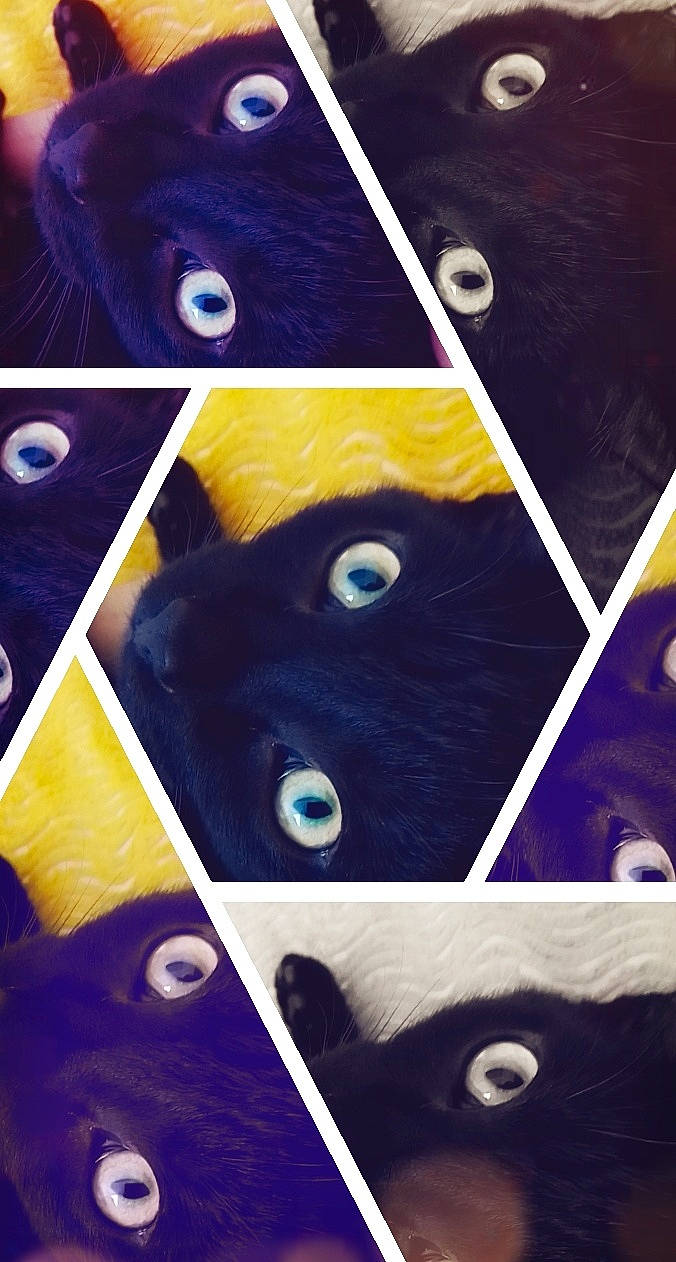 Bastet participe au concours pour gagner de l'argent avec cette photo : art, black_cat, cat