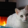 Lilou participe au concours pour gagner de l'argent avec cette photo : animal, bedspread, cat, close_up, cozy, cute, domestic_cat, ears, fire, fireplace, fur, green_eyes, indoor, looking_at_camera, mammal, nose, pet, resting, whiskers, white_cat
