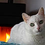 animal, animal_face, bedspread, cat, close_up, comfort, cozy, curious, ears, fireplace, fur, green_eyes, home, indoor, pet, portrait, relaxed, warm_light, whiskers, white_cat