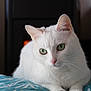 Lilou participe au concours pour gagner de l'argent avec cette photo : animal, blue_pattern, cat, close_up, cozy, cushion, cute, domestic_cat, ears, feline, fur, green_eyes, indoor, pet, portrait, relaxed, resting, soft_light, whiskers, white_cat