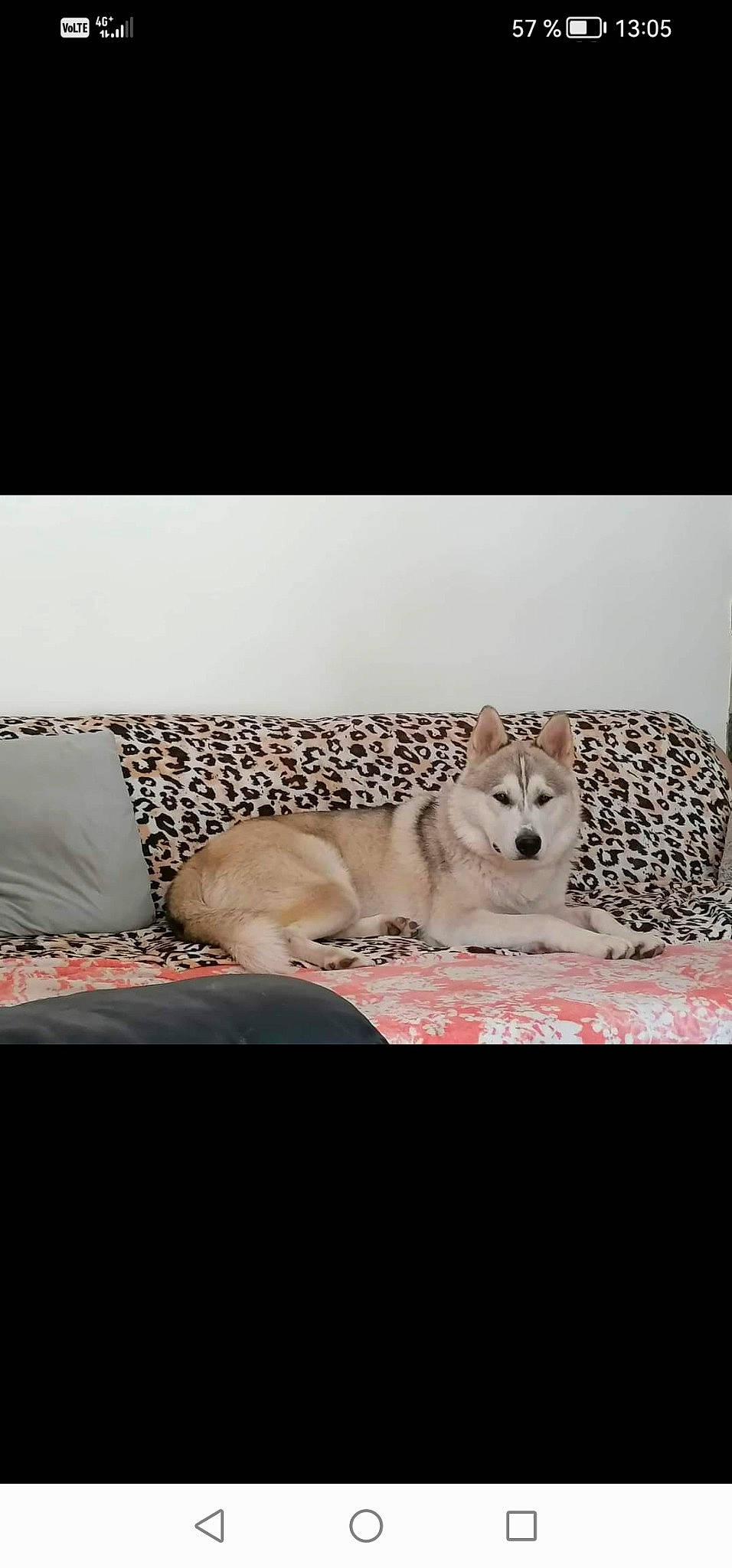 Roméo a rejoint le concours — aidez-le/la à gagner de superbes lots ! canidae, carnivore, comfort, companion_dog, couch, dog, dog_breed, fawn, felidae, flooring, font, fur, grey, linens, paw, rectangle, snout, sporting_group, terrestrial_animal, whiskers