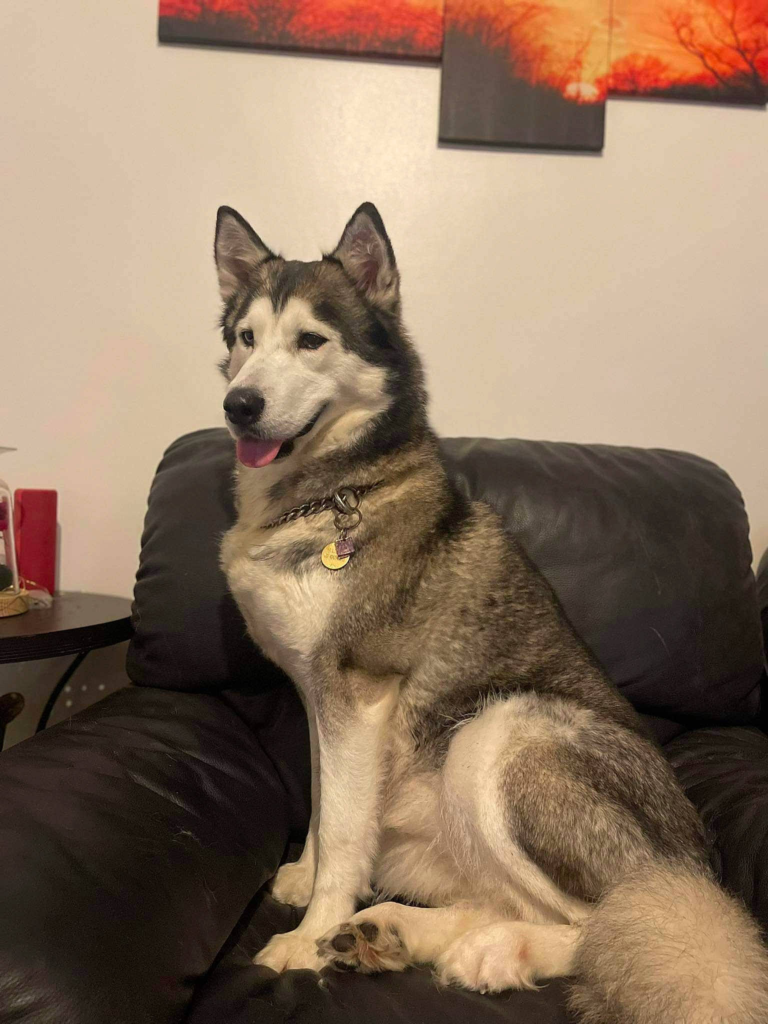 Rubis a rejoint le concours — aidez-le/la à gagner de superbes lots ! ancient_dog_breeds, art, canidae, canis, carnivore, comfort, companion_dog, dog, dog_breed, east_european_shepherd, fur, grey, picture_frame, sled_dog, snout, sporting_group, wolf, working_animal, working_dog